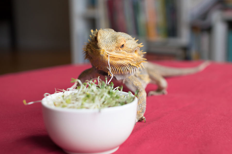 alfalfa for bearded dragons