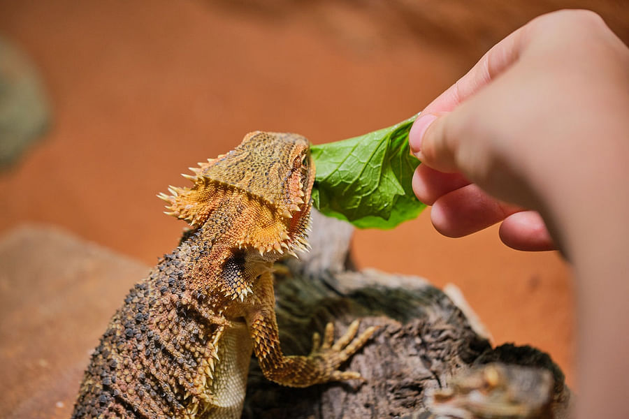 bearded dragon not eating