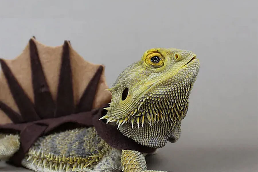 bearded dragon skin elasticity test