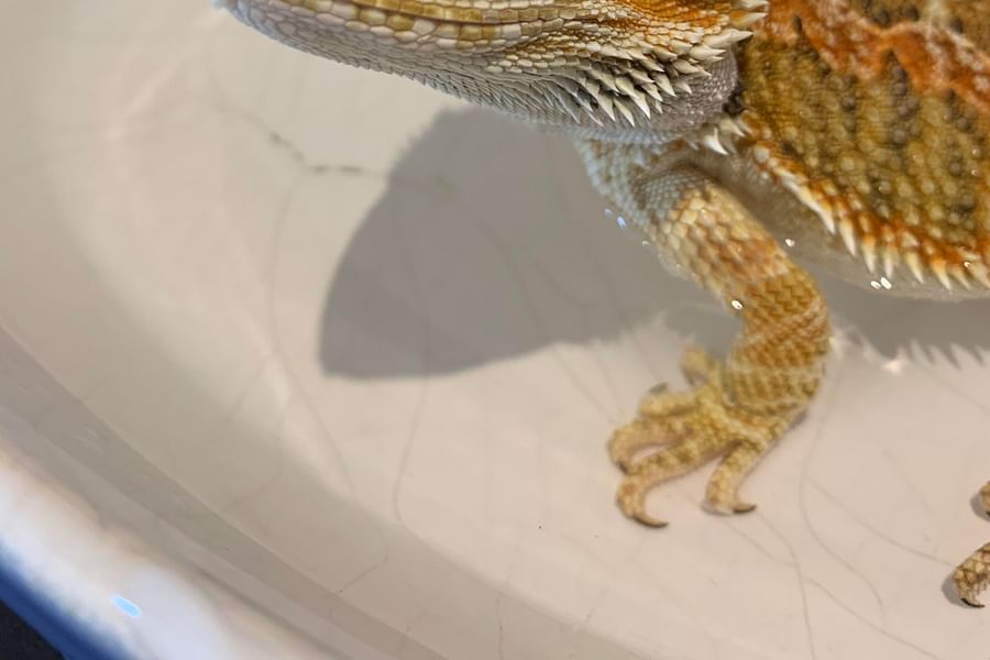 bearded dragon sunken eyes