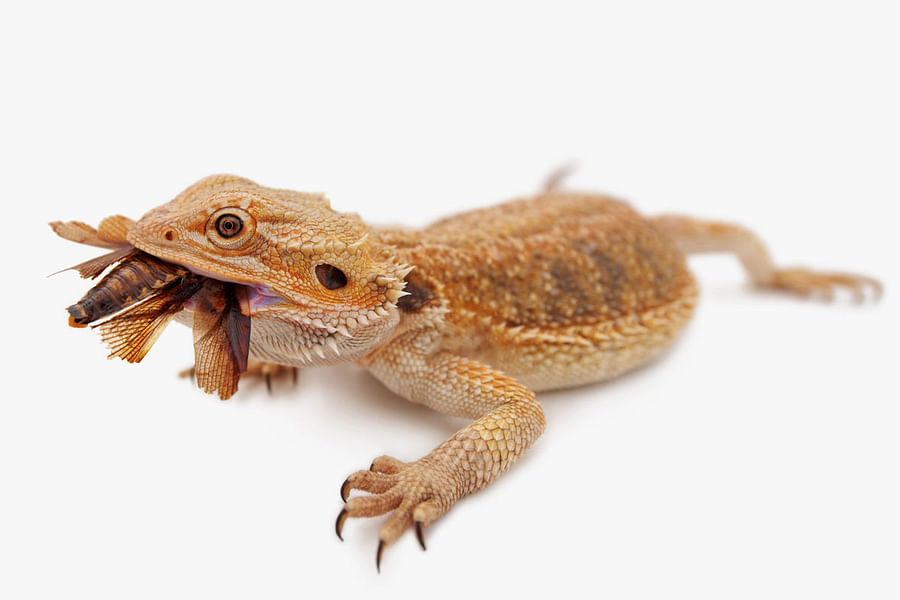 bell peppers for bearded dragons