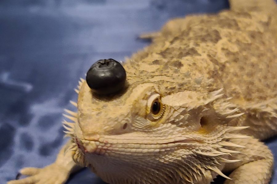 blueberries for bearded dragons