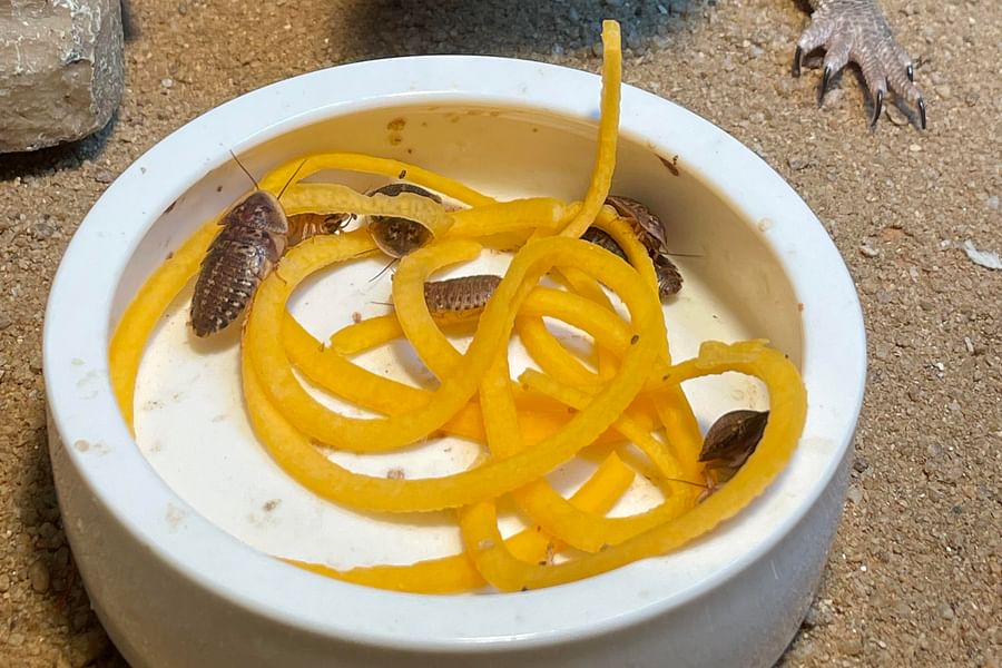 butternut squash for bearded dragons