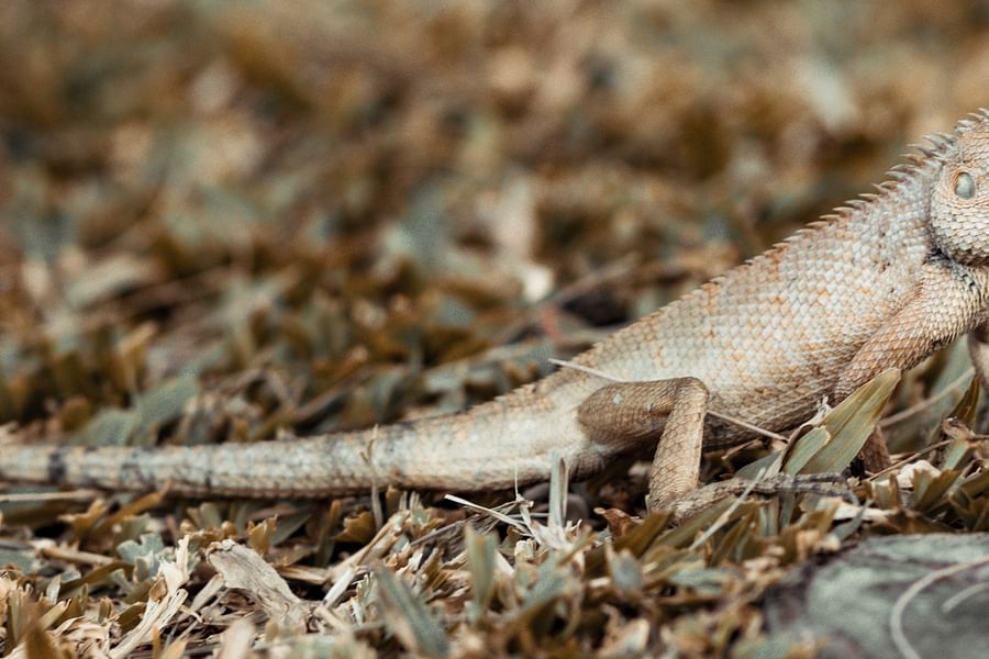 zucchini for bearded dragons