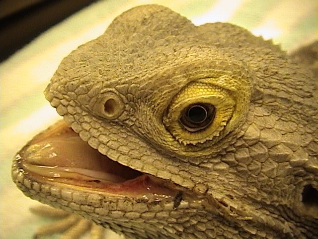Bearded Dragon Care