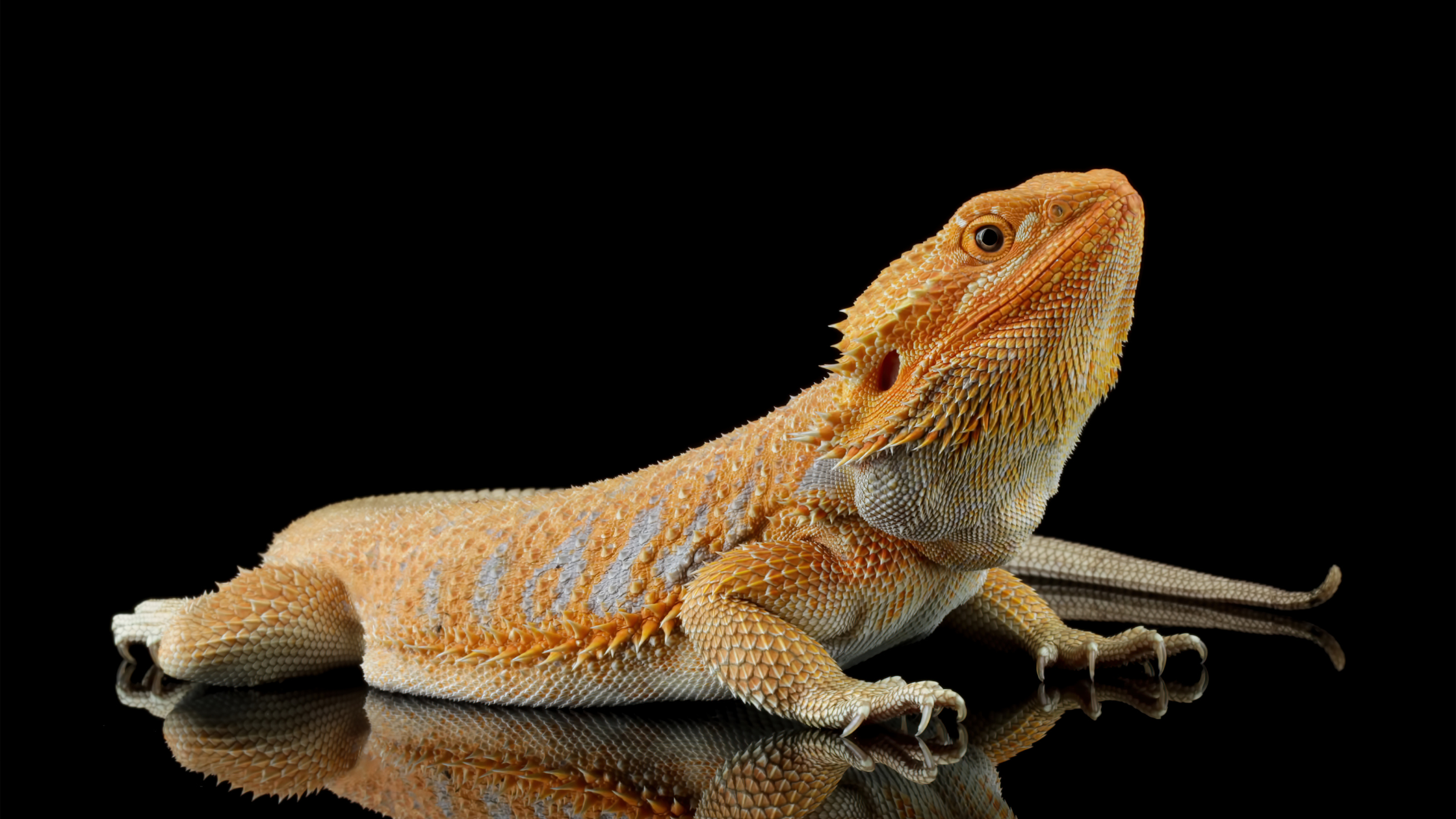 All you need to know about getting a pet Bearded Dragon | Decs Pets