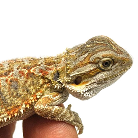 Normal Bearded Dragons for Sale – Classic Affordable Captive Bred Reptile |  Big Apple Herp