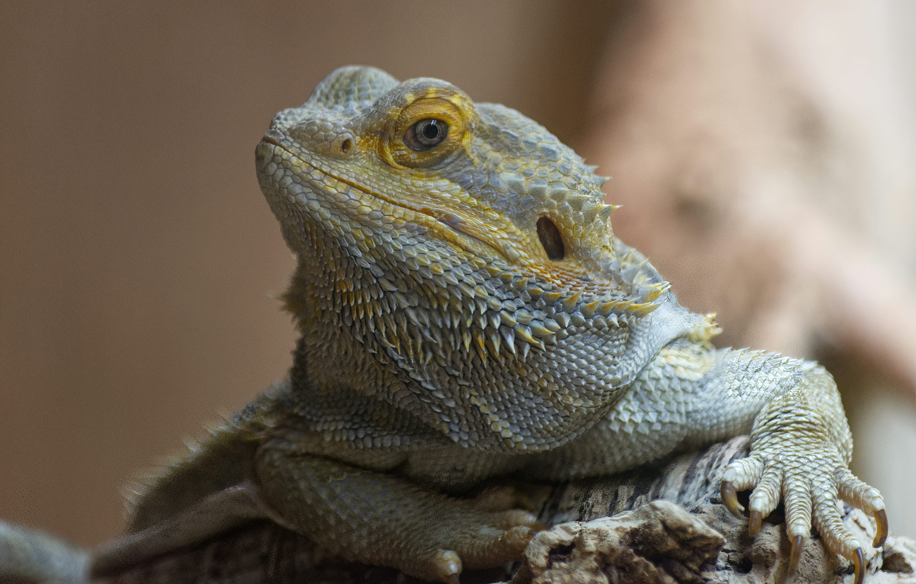 How to Buy a Bearded Dragon Responsibly in 2026