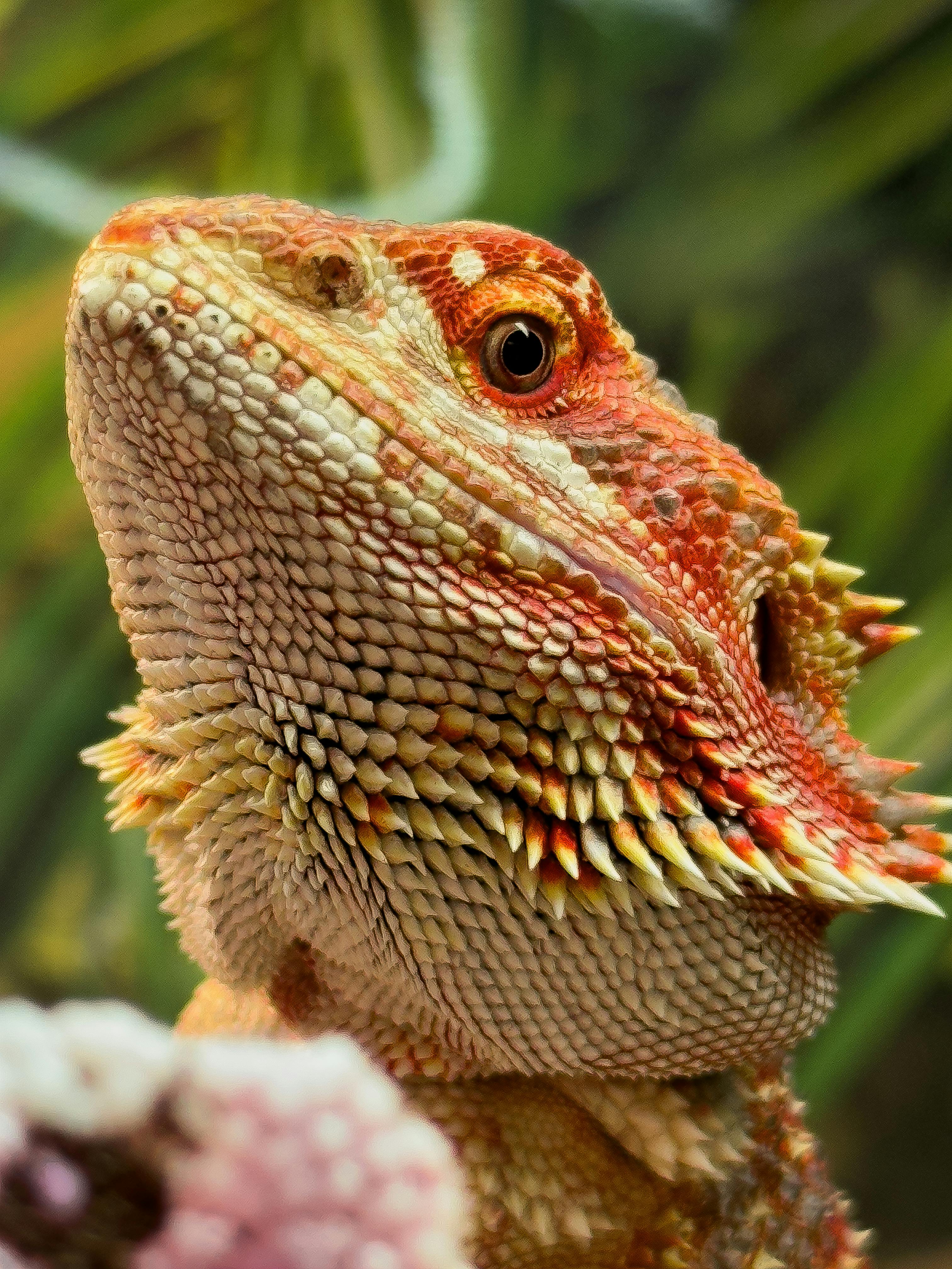 Close-Up Portrait of a Bearded Dragon Lizard · Free Stock Photo