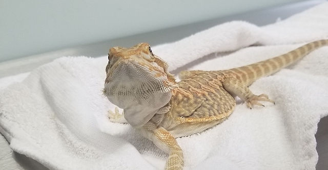 Bearded Dragon Care Guide | Long Island Avian and Exotic Vet Clinic