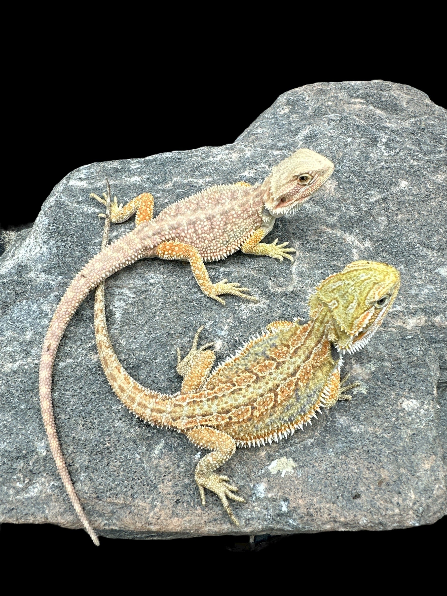 Reptile - Livestock/All Lizards/Bearded Dragons