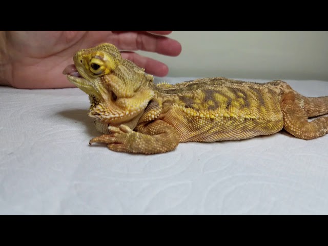 Bearded Dragon Health Alert 2026: Early Signs of Metabolic Bone Disease and Prevention