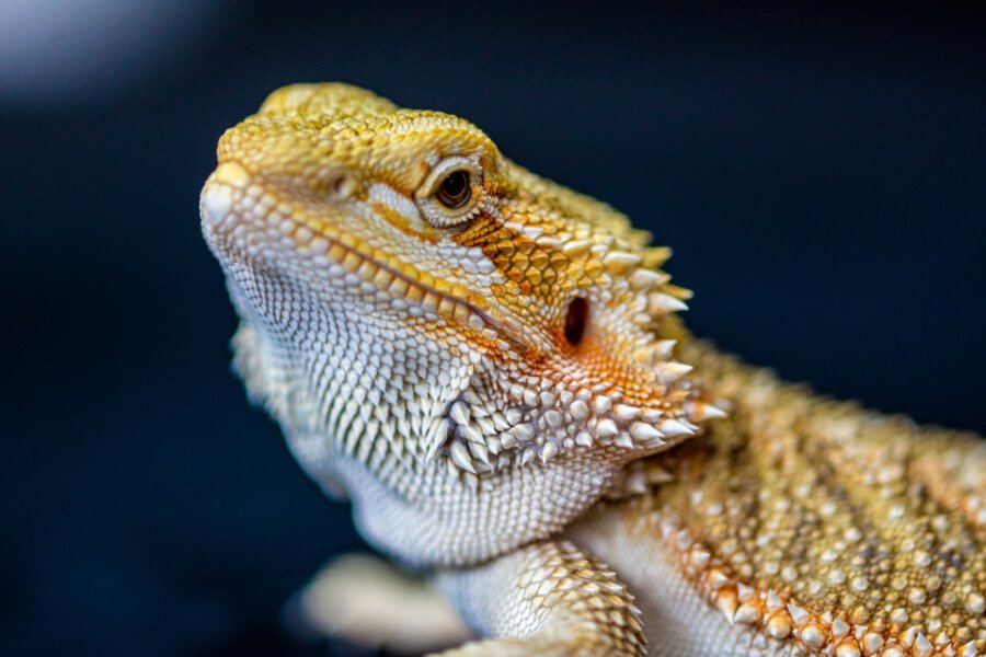 How to Identify Bearded Dragon Gender: Step-by-Step Guide