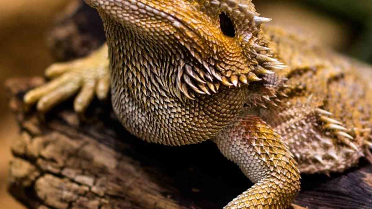 Identify Bearded Dragon Gender