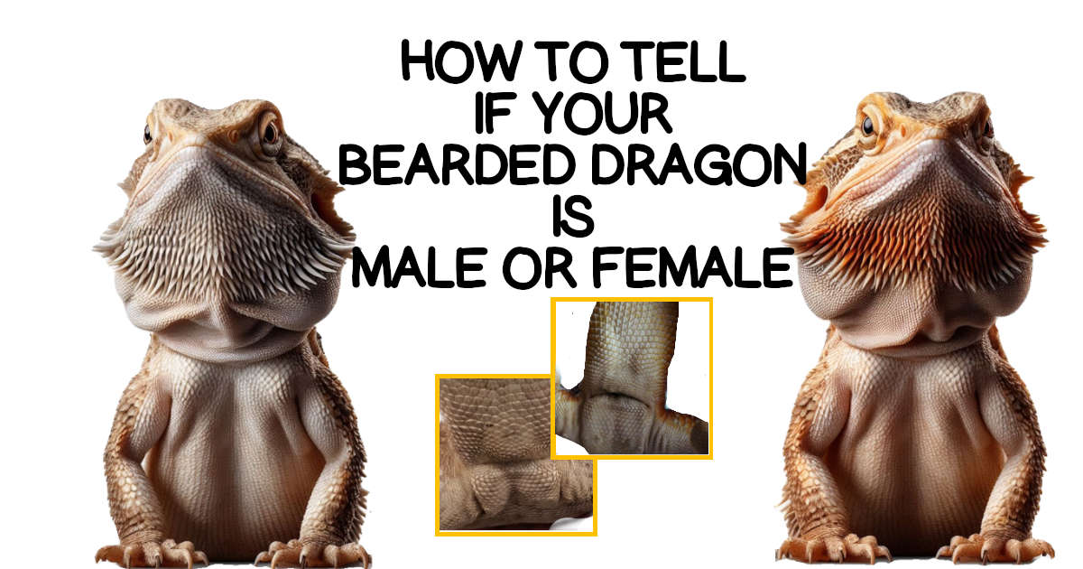 Male vs. Female Bearded Dragons