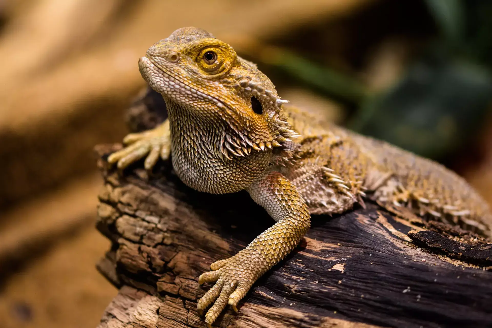 Bearded Dragon Care