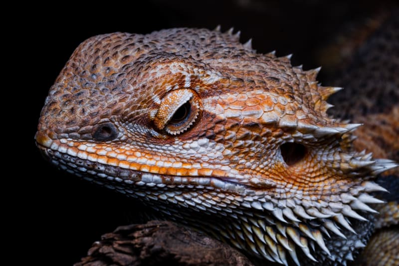 Fruits for bearded dragon