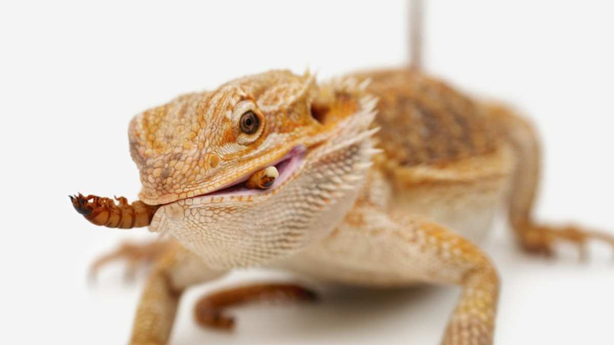 The 2026 Bearded Dragon Diet Update: New Superfoods and Toxic Plants to Avoid