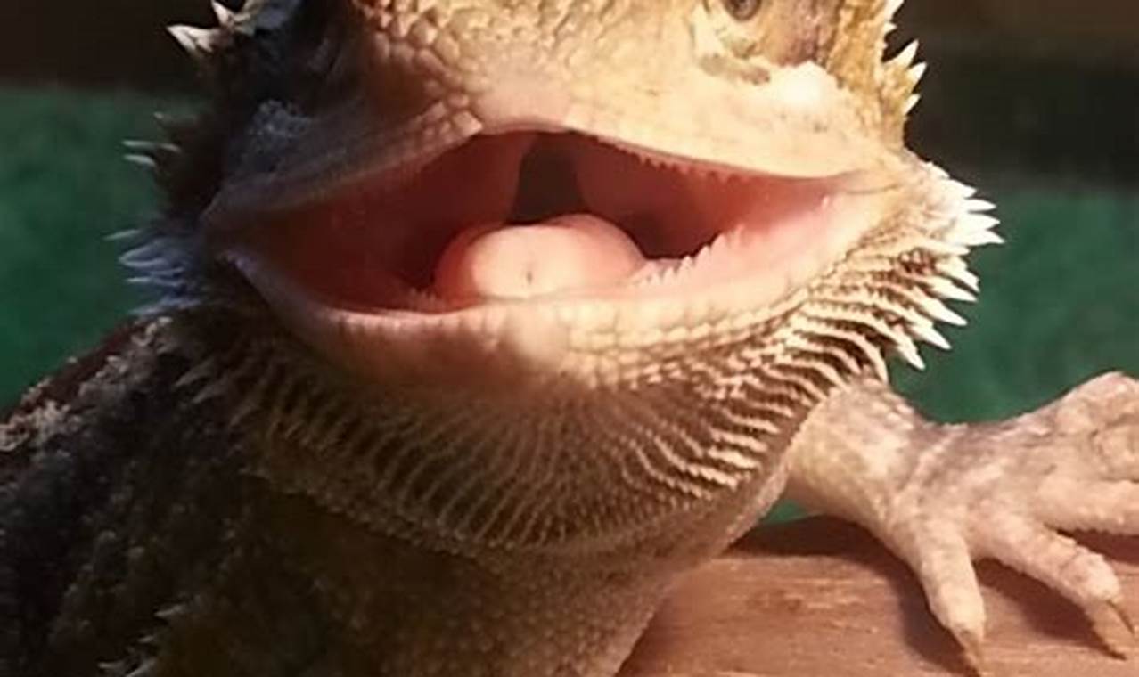 Bearded dragon drinking water