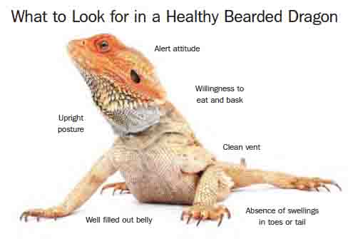 Bearded Dragon Health