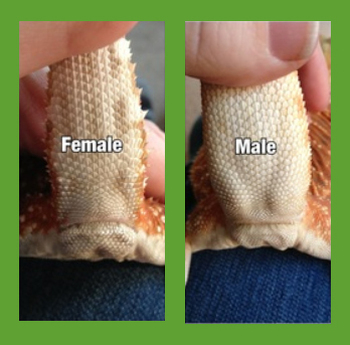 Bearded Dragon Gender Identification Made Simple: Visual Guide with High-Resolution Photos