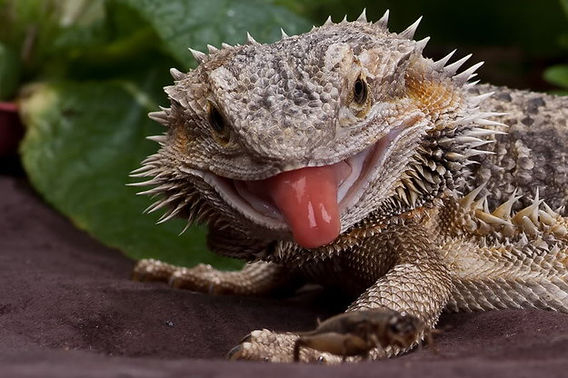 Bearded Dragon Care: Setup, Diet, and Health Checklist