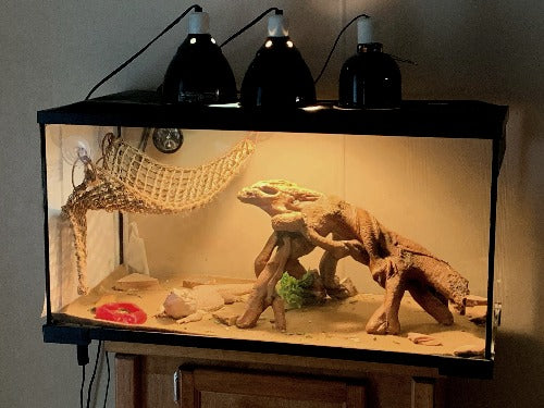 2026 Bearded Dragon Tank Setup Guide: Smart Home Integration and LED Lighting Trends
