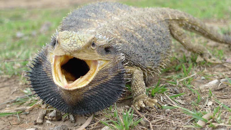 Bearded Dragon Care