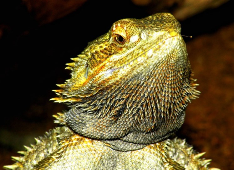 Bearded Dragon Care