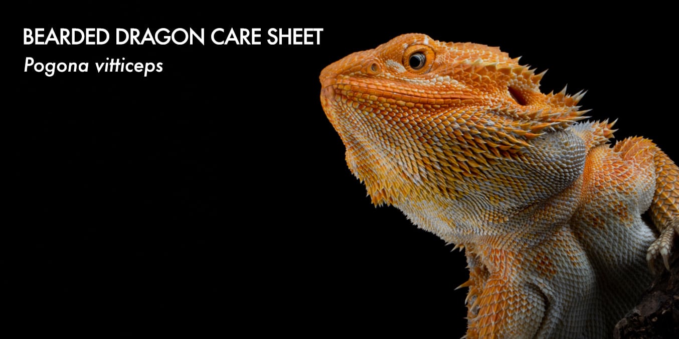 Bearded Dragon Care
