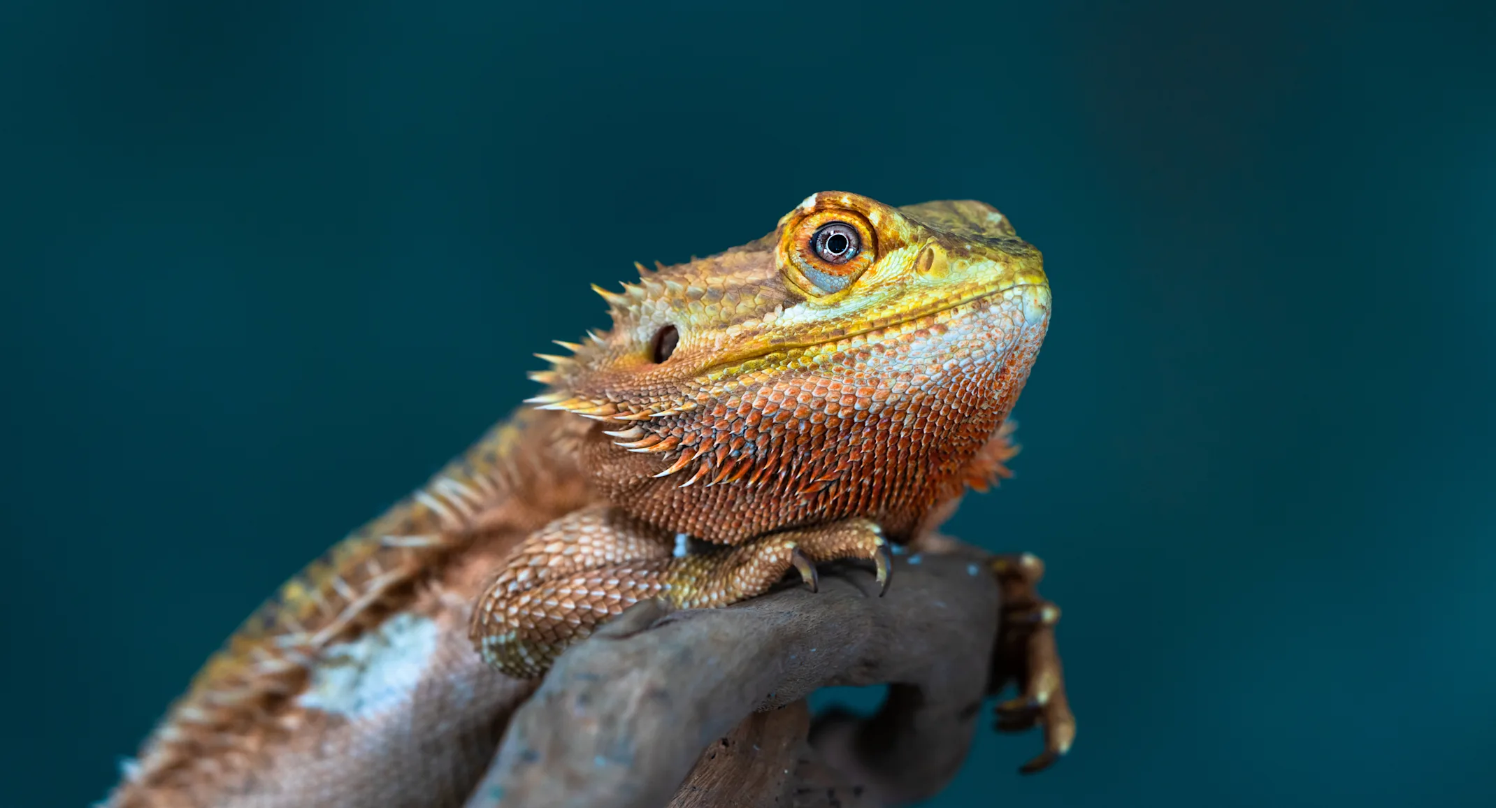 2026 Update: The Ultimate Bearded Dragon Care guide for Lifespan, Diet, and Tank Setup
