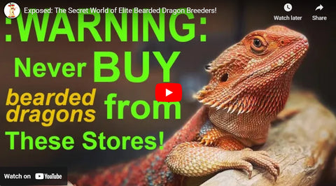Where to Buy Bearded Dragons in 2026: Ethical Breeders vs Pet Stores Complete Comparison