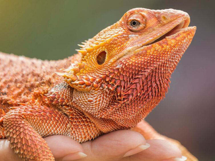 Bearded Dragon Care
