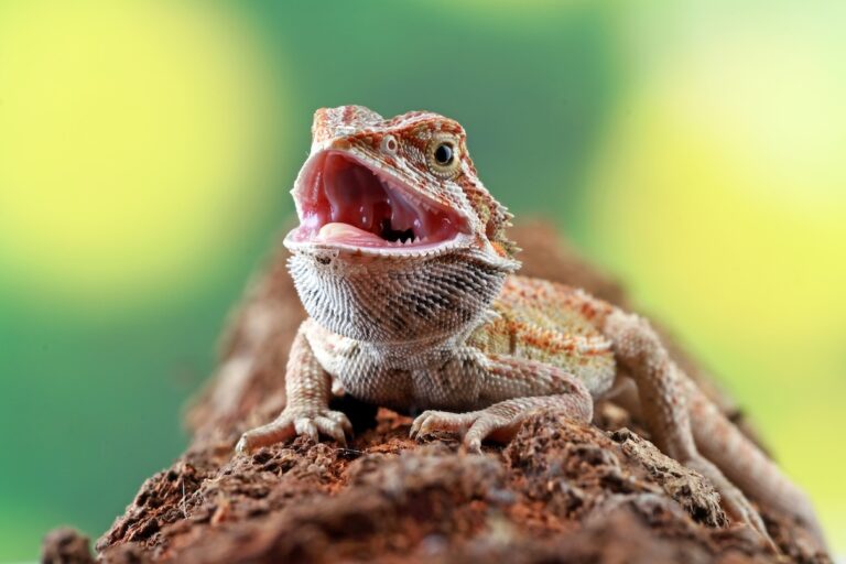 2026 Bearded Dragon Care guide: Updated Diet, Tank Setup, and Lifespan Secrets