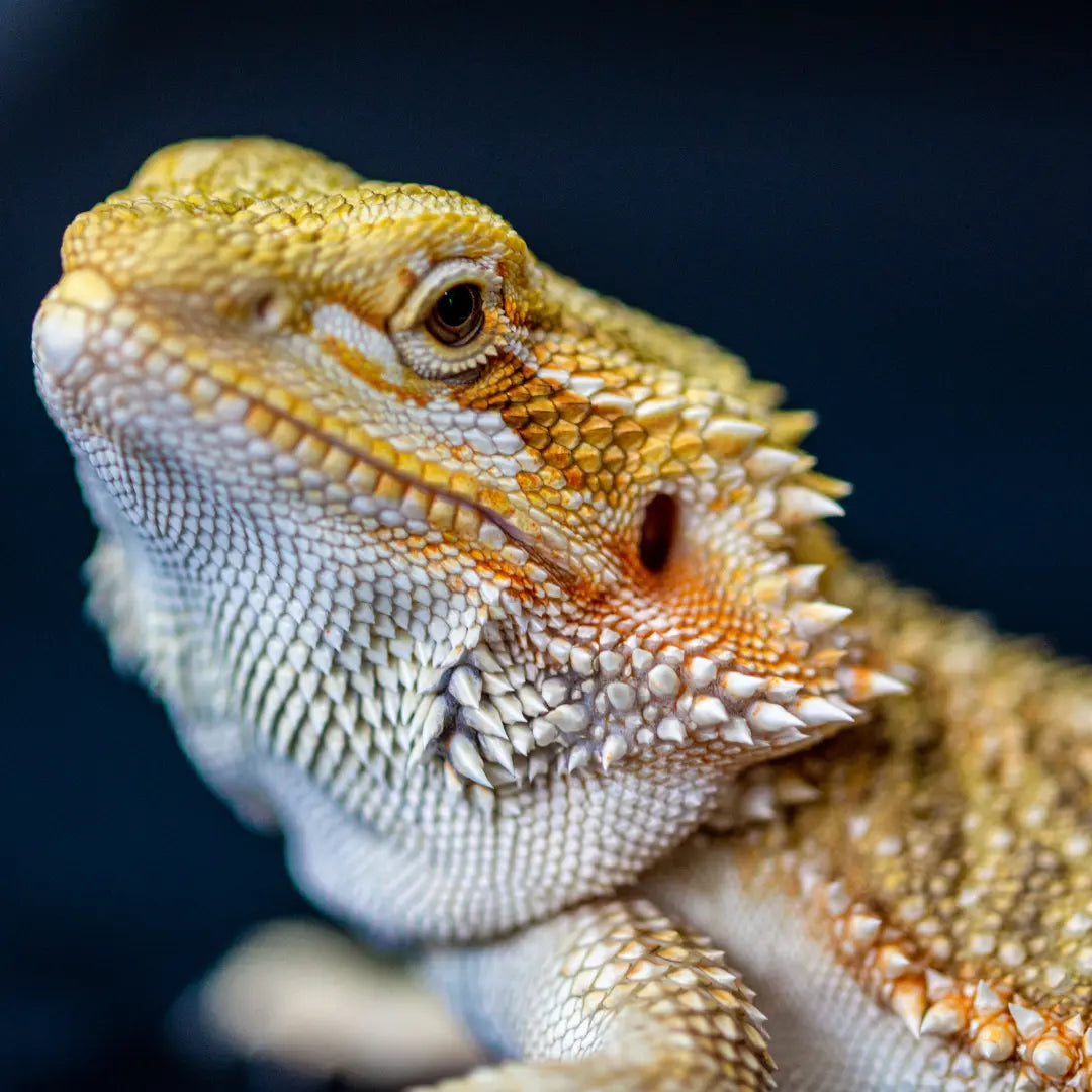 Bearded Dragon Care