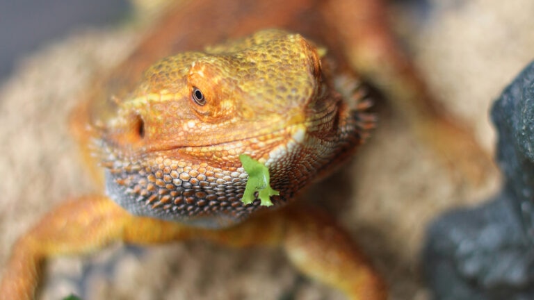 Bearded Dragon Care
