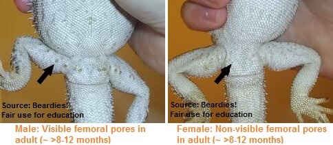 Bearded dragon femoral pore development stages: faint, moderate, prominent. Identifying gender.