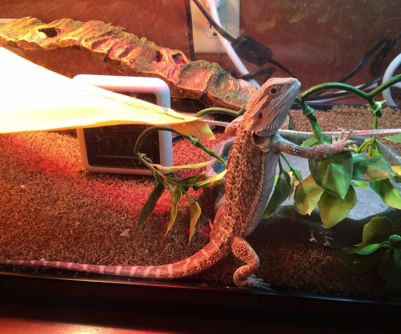 Best Bearded Dragon Tank Setups for 2026: Expert Picks