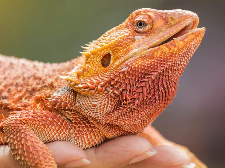 Bearded Dragon Care: Setup, Diet, and Health Checklist