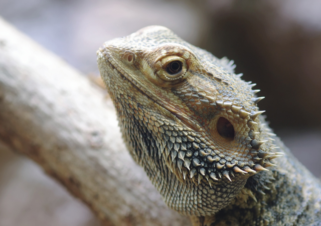 Bearded Dragon Lifespan