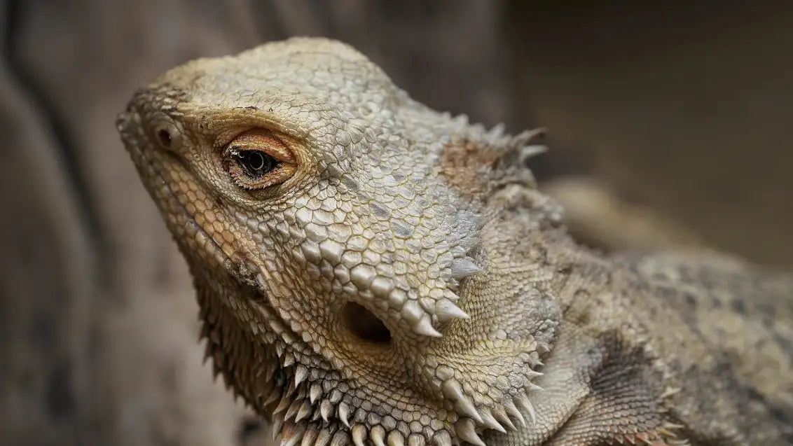 How to Extend Your Bearded Dragon Lifespan
