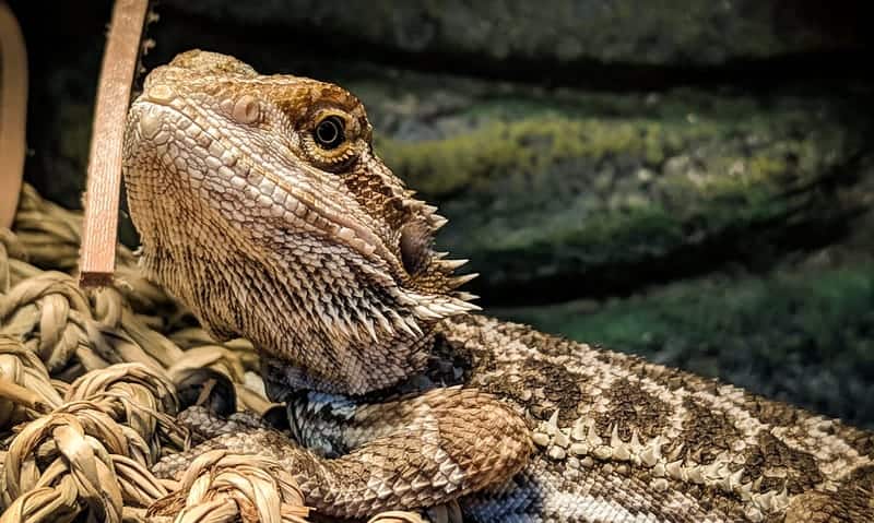 Bearded Dragon Lifespan