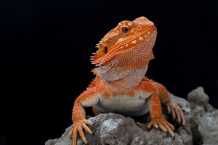 Bearded Dragon Lifespan