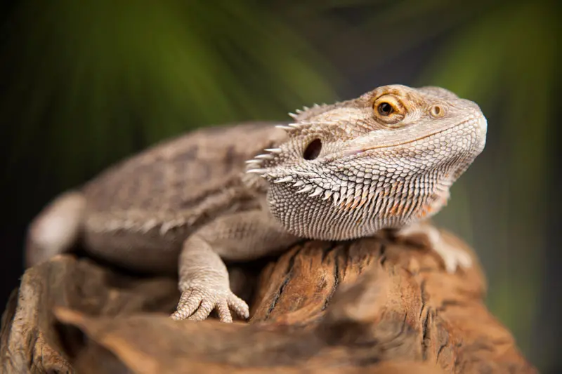 Bearded Dragon Lifespan