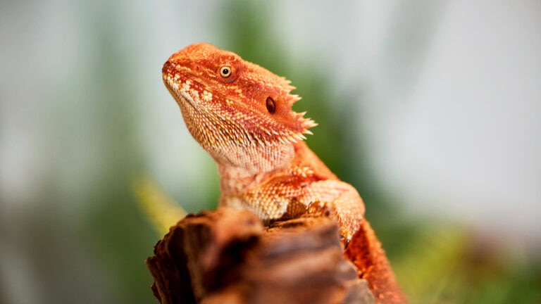 2026 Bearded Dragon Care guide: Updated Diet, Tank Setup, and Health Trends for New Owners