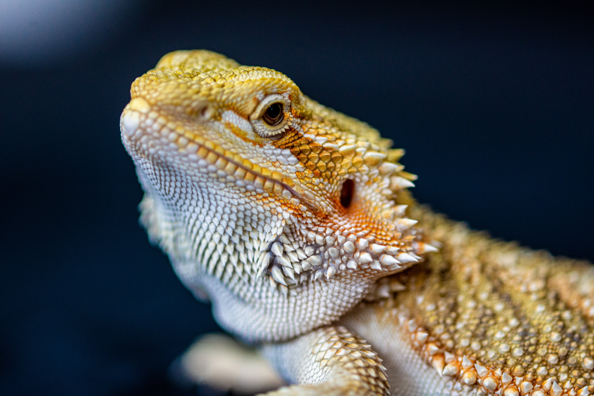 Bearded Dragon Care