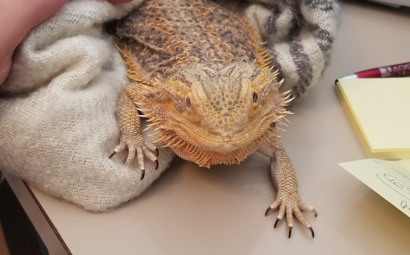 Bearded Dragon Care