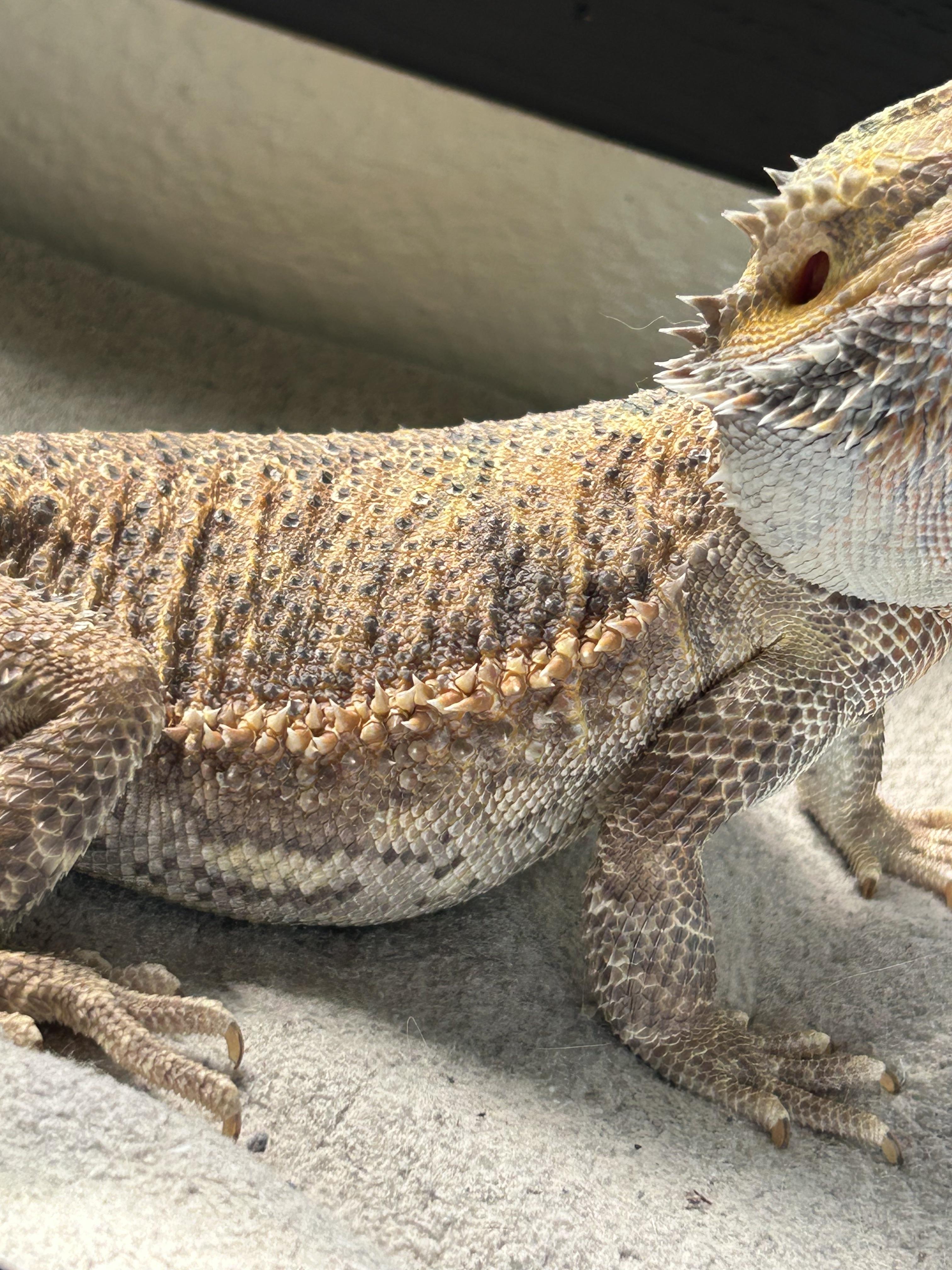 Bearded dragon body language: stressed vs. relaxed posture for health monitoring.