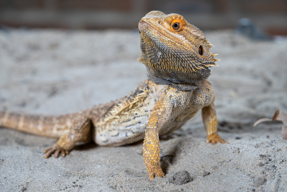 Bearded Dragon Care