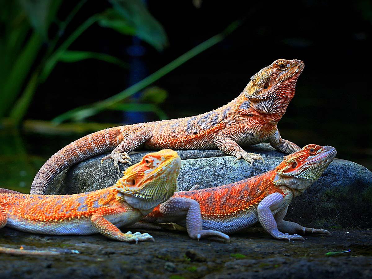 Best Bearded Dragon Care Supplies: 2026 Setup Guide